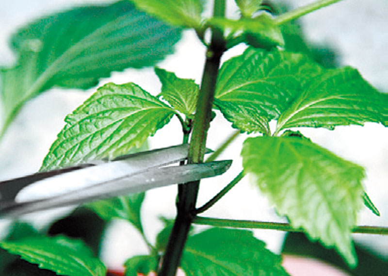 盆栽香草怎么養(yǎng) 盆栽香草怎么養(yǎng)