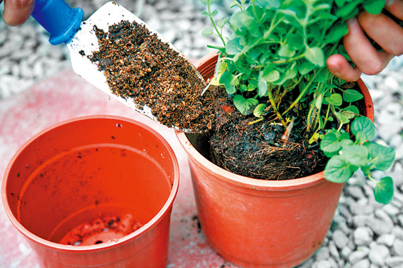 盆栽香草怎么養(yǎng) 盆栽香草怎么養(yǎng)