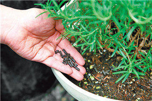 盆栽香草怎么養(yǎng) 盆栽香草怎么養(yǎng)