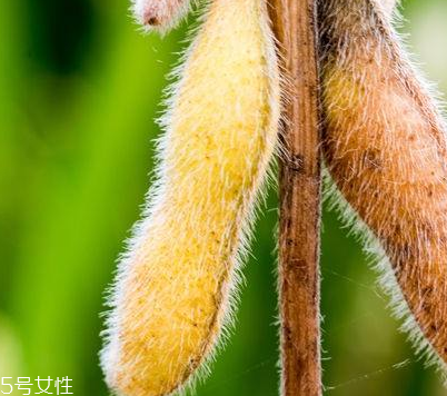 卵磷脂能治脫發(fā)嗎？有這個(gè)效果