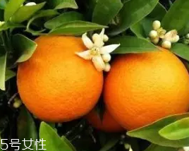 柑橘調香水好聞嗎？吃了這個大橘子