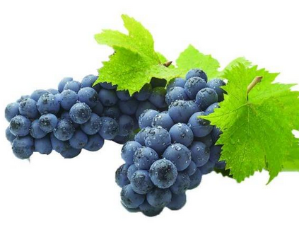 葡萄籽是雌激素嗎？一般是不含的