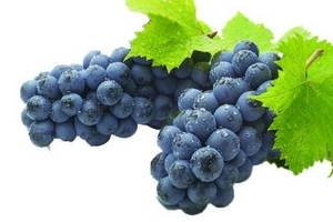 葡萄籽是什么味道？有點(diǎn)澀澀的