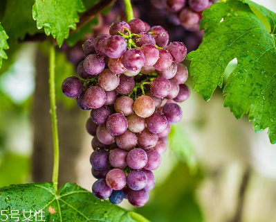 葡萄籽是什么味道？有點(diǎn)澀澀的