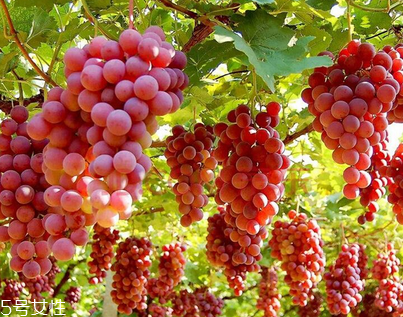 葡萄籽會影響月經(jīng)嗎？吃法正確就不會