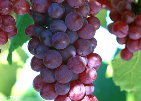 葡萄籽會影響月經(jīng)嗎？吃法正確就不會