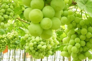 葡萄籽會上火嗎？正常是不會的