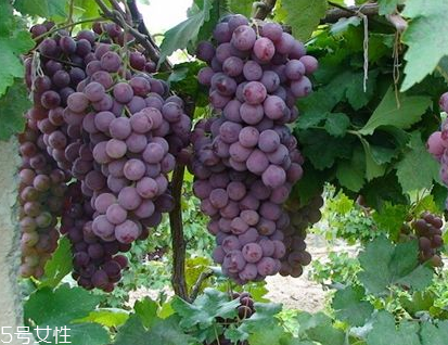 葡萄籽會上火嗎？正常是不會的