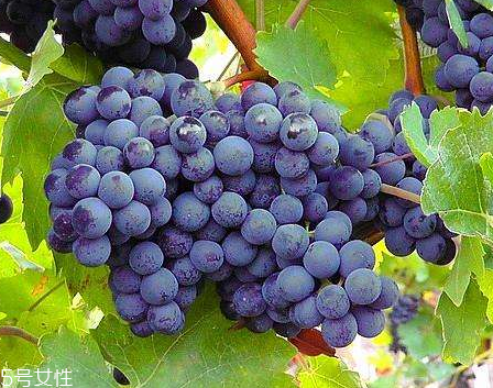 葡萄籽會上火嗎？正常是不會的