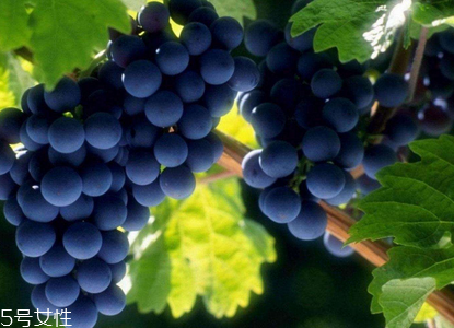 葡萄籽會(huì)長(zhǎng)痘嗎？沒(méi)有這個(gè)情況