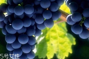 葡萄籽會發(fā)胖嗎？不會發(fā)胖