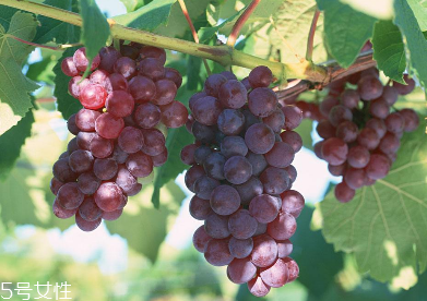 葡萄籽會(huì)便秘嗎？葡萄籽能緩解便秘