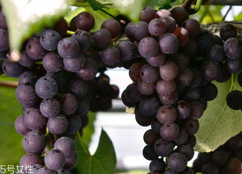 葡萄籽適合多大年齡吃？25歲女性必備
