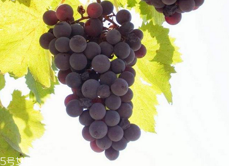 葡萄籽能去黃褐斑嗎？有一定效果