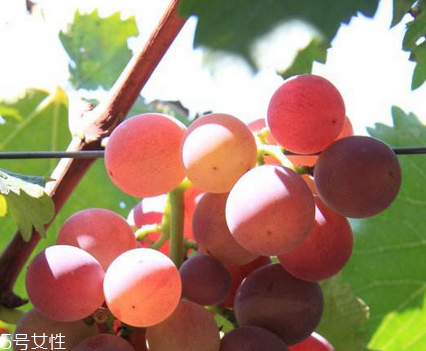 葡萄籽能去黃褐斑嗎？有一定效果