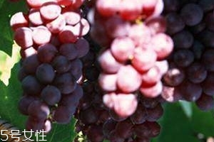 葡萄籽能直接嚼著吃嗎？不建議這樣吃