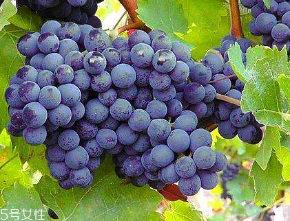 葡萄籽能直接嚼著吃嗎？不建議這樣吃