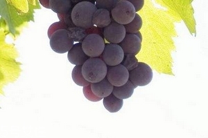 葡萄籽備孕期能吃嗎？備孕者禁服