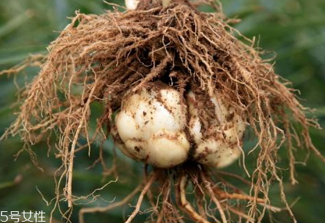 鮮百合為什么會變紅 采后遇風即變化