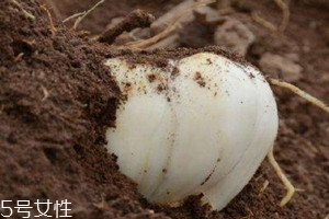 鮮百合為什么會變紅 采后遇風即變化