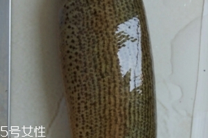 泥鰍是鯰魚嗎？泥鰍跟鯰魚不同