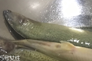 泥鰍會(huì)吃小魚嗎？這個(gè)是不會(huì)的
