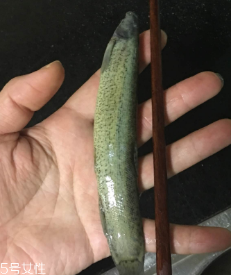 泥鰍會(huì)吃小魚嗎？這個(gè)是不會(huì)的