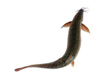 吃泥鰍要去內(nèi)臟嗎？建議去內(nèi)臟