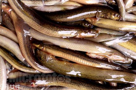 吃泥鰍要去內(nèi)臟嗎？建議去內(nèi)臟