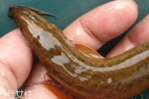 吃泥鰍會(huì)過(guò)敏嗎？一般不會(huì)