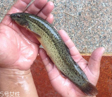 吃泥鰍會(huì)過(guò)敏嗎？一般不會(huì)