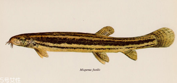 吃泥鰍會(huì)過(guò)敏嗎？一般不會(huì)