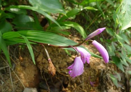白芨是溫性還是涼性 白芨偏寒性 白芨是溫性還是涼性 白芨偏寒性