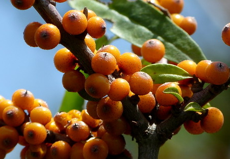 沙棘多少錢(qián)一斤 最新價(jià)格行情