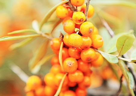 沙棘多少錢(qián)一斤 最新價(jià)格行情