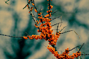 沙棘多少錢(qián)一斤 最新價(jià)格行情