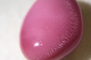 海螺珍珠價格多少錢一顆？海螺珍珠市場行情