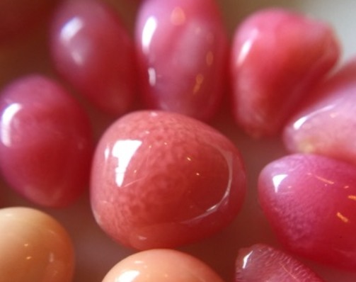 海螺珍珠價格多少錢一顆？海螺珍珠市場行情