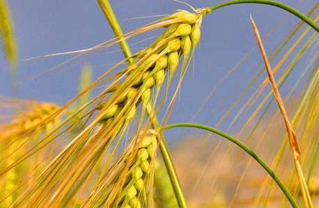 青稞是大麥嗎？青稞是小麥嗎