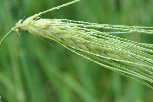 青稞是薏仁嗎？青稞和薏仁大有不同