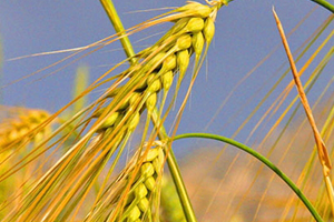 青稞是薏仁嗎？青稞和薏仁大有不同