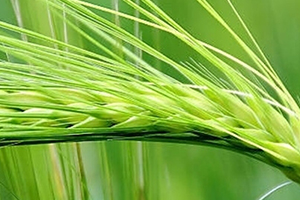 青稞是涼性嗎？青稞是熱性嗎？