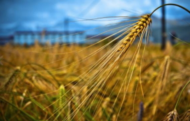 青稞是涼性嗎？青稞是熱性嗎？