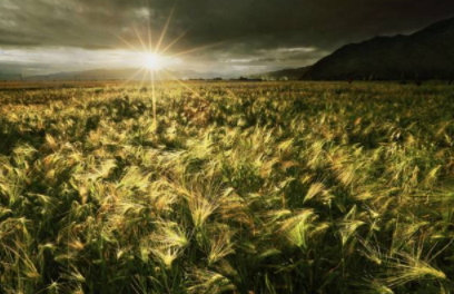 青稞是涼性嗎？青稞是熱性嗎？