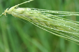 青稞是大麥嗎？青稞是小麥嗎