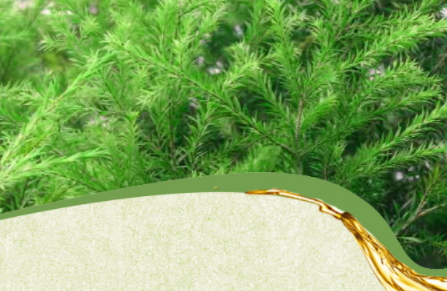 茶樹精油可以治灰指甲嗎？茶樹精油怎么治灰指甲