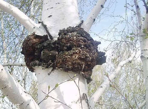 樺樹茸為什么中國禁止？樺樹茸國內(nèi)能買到嗎？
