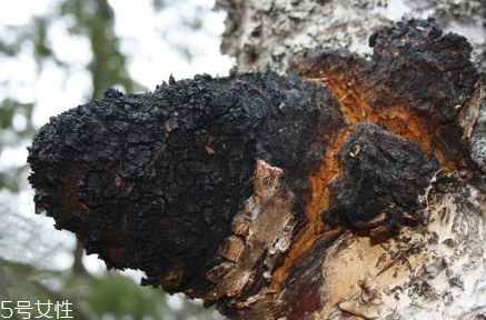 樺樹茸為什么中國禁止？樺樹茸國內(nèi)能買到嗎？