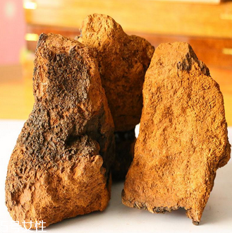 樺樹茸怎么吃？樺樹茸正確吃法