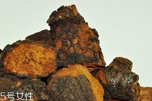 樺樹茸怎么泡水喝？樺樹茸泡水喝法